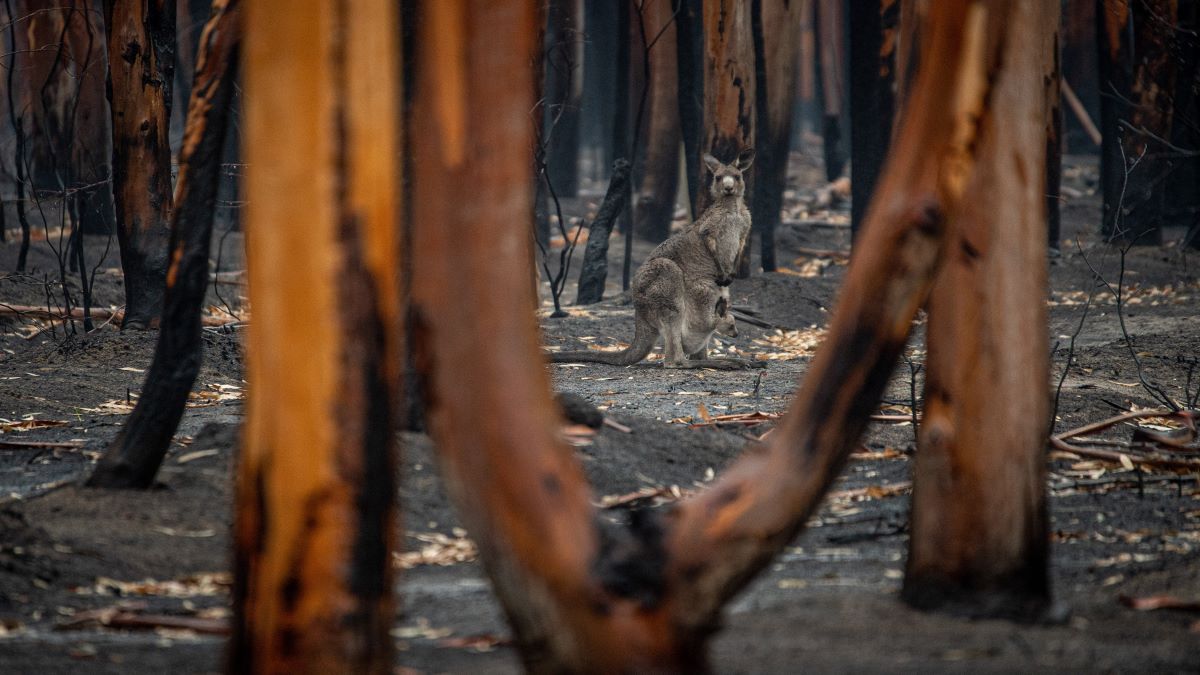 Are you ready for bushfire season?