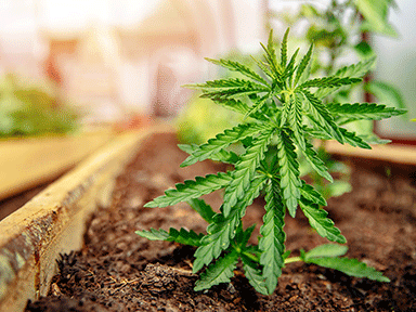 Cannabis cultivation in rentals