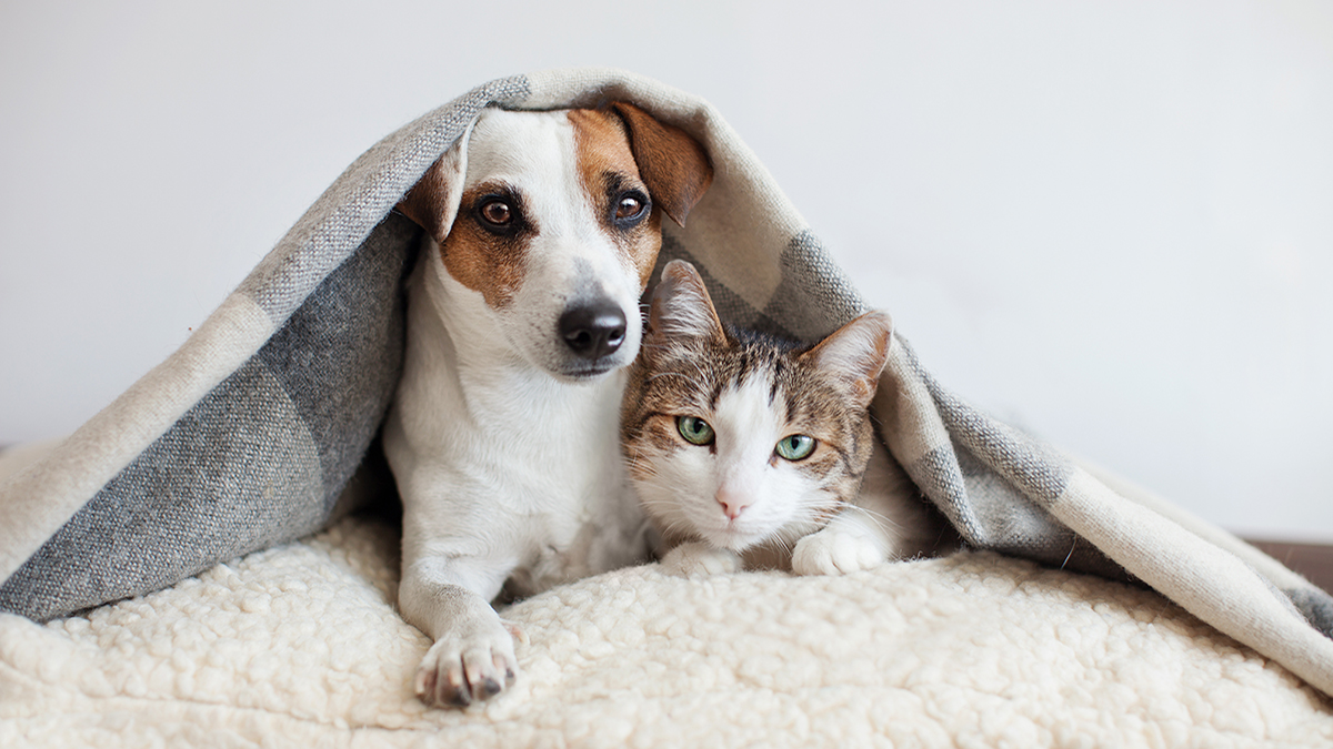 Pets in rentals - the good, the bad and the unacceptable 