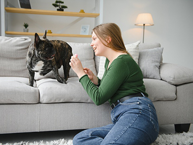 How to make your rental pet friendly