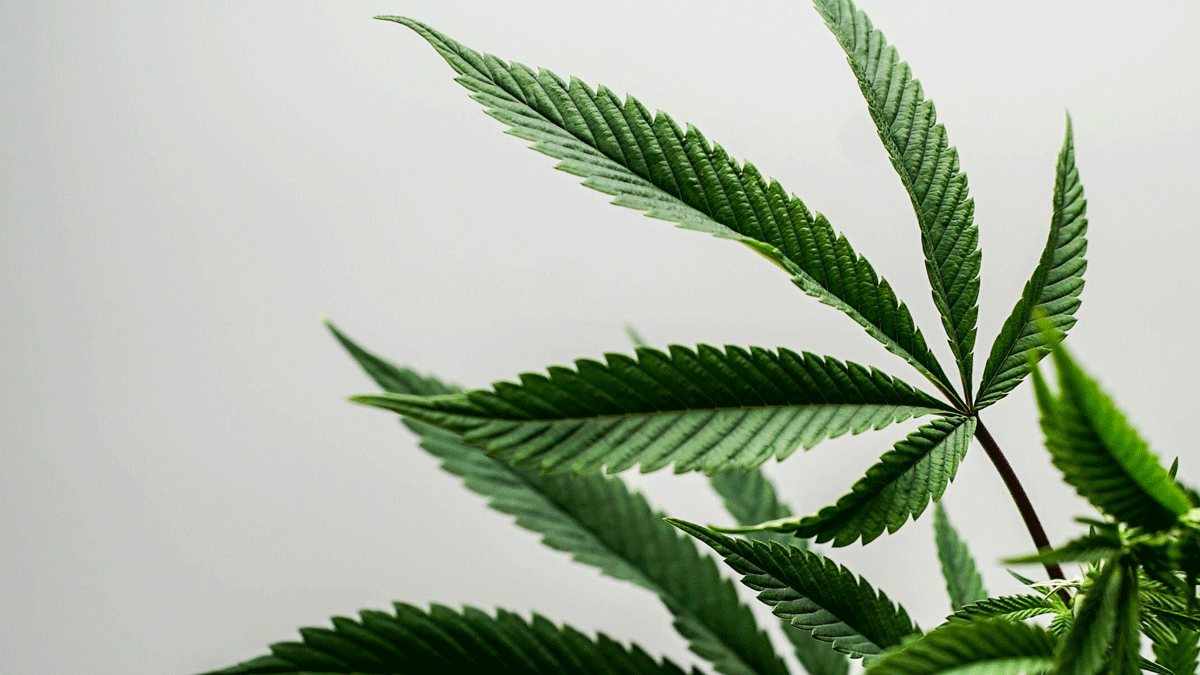 Breaking Bad – drug labs in rentals