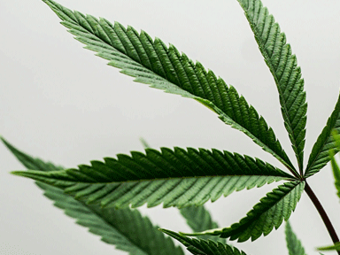Breaking Bad – drug labs in rentals